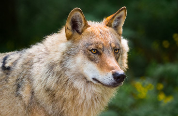Wolf Białowieża