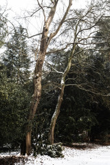 Obraz premium Two Tree