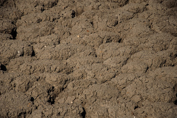 dry cracked earth