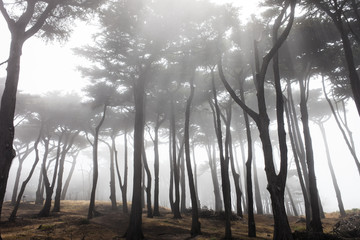 Cypress Trees in Mist