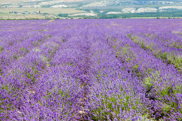 Fototapeta na wymiar Field of blooming lavender