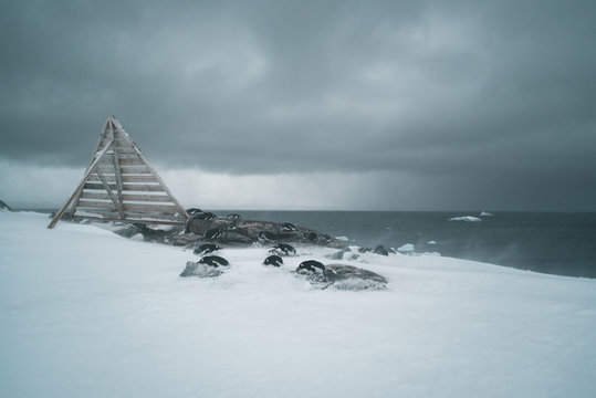 Group of Gentoo Penguins on Cliff - Antarctica