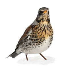 Fieldfare, Turdus pilaris isolated on white  