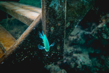 DamselFish