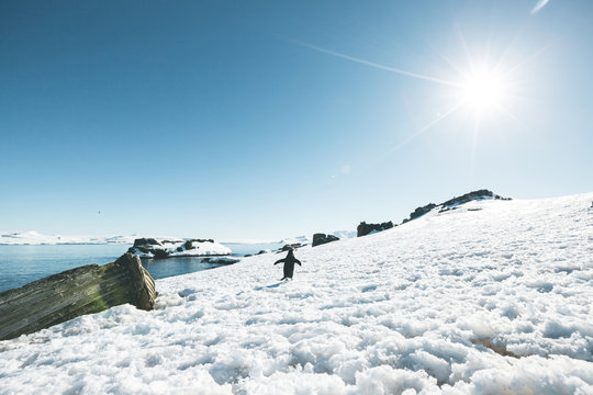 Adelie Penguin waddling around a Shipwreck - Antarctica