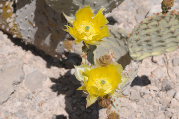 Kaktus