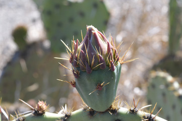 Kaktus