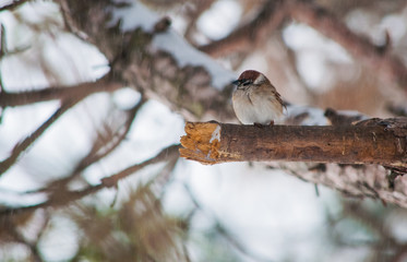 A sparrow sitting on the broken branch