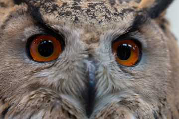 Sibirischer Uhu macro Augen