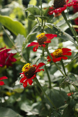 Flores de Junín