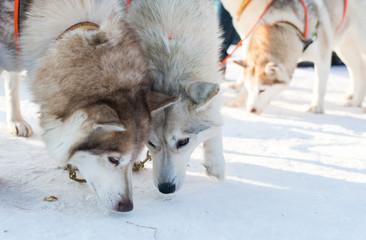 The husky smell snow