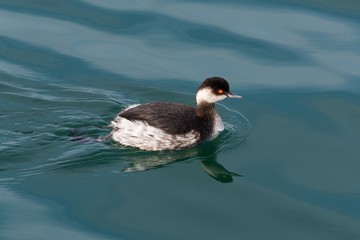 Black-necked grebe (Podiceps nigricolllis) in winter plumage swimming in the sea