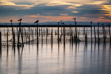 Fototapeta premium Sunset in the Albufera in Valencia