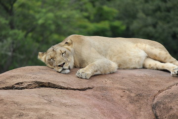 Sleeping Lioness