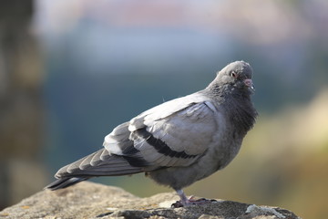 A Pigeon - close up view