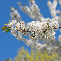 Kirschblüten, blühender Kirschbaum