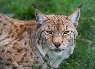 Eurasian lynx closeup
