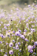 Naklejka premium lilac flowers, purple flowers, wild flowers, field, summer, spring, nature