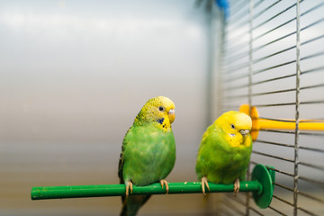 Two parrots sitting on a stick in pet shop