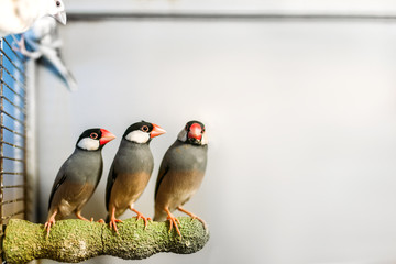 Canaries sitting on a stick in pet shop