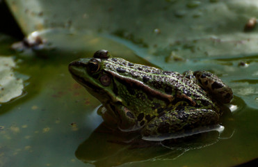 grüner Teichfrosch