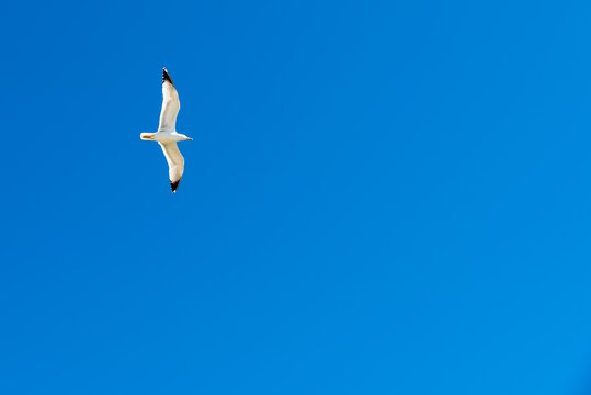White gull in flight with blue sky