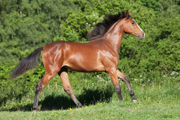 Portrait of nice hot-blooded foal running