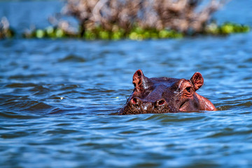 Fototapeta premium Close hippo or Hippopotamus amphibius in water