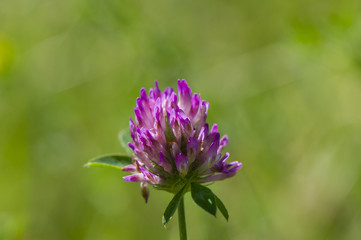 flower pink clover on blurred green background.