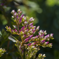 meadow of purple flowers on a green background of grass.