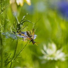 cumin flower black and a wasp on a blurred green background.