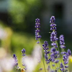 lavender flowers on a green grass background.