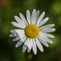 Fototapeta premium daisy field flower on a grass background.