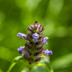 meadow of purple flowers on a green background of grass.