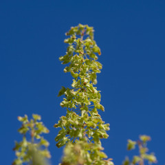 green plant against the blue sky.