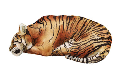 Watercolor sleeping tiger
