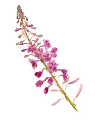 flowers of fireweed