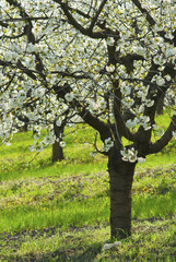 Fototapeta premium Blossoming cherry trees