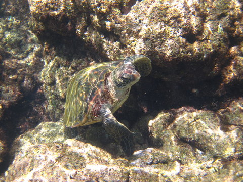Grüne Meeresschildkröte am Tunnels Beach Kauai Hawaii USA