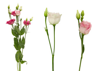 set Beautiful  Lisianthus flower isolated on a white background
