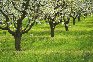 Blossoming cherry trees