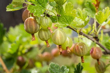 Branch with sweet ripe green gooseberries (agrus) in the garden