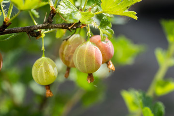 Obraz premium Branch with sweet ripe green gooseberries (agrus) in the garden