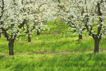 Fototapeta na wymiar Blossoming cherry trees