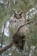 Long-eared owl - asio otus