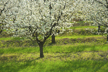 Blossoming cherry trees