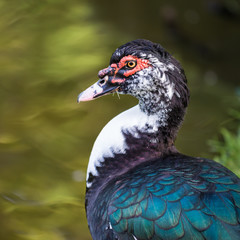 Portrait of a colourful duck