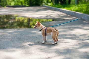 Chihuahua on a leash standing on the street