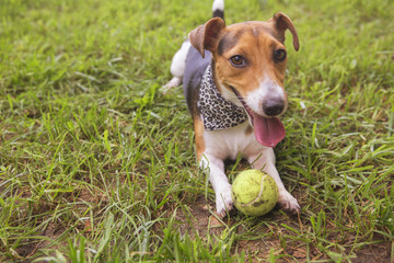 Cute happy smiling jack russell dog laying on a grass in park. Summer warm day