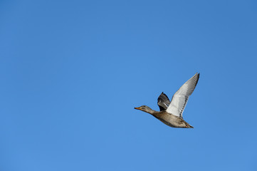 Isolated Mallard Hen in Flight on Clear Blue Sky